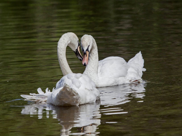 Самых заботливых пушистых мам показали в Международный день семьи