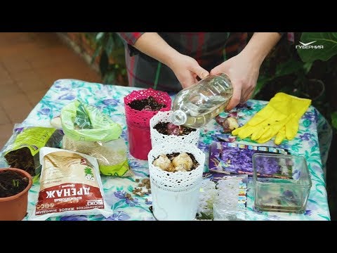 Как быстро вырастить гиацинт к 8 Марта. Удачные заметки