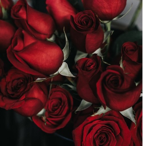 Цветы для возлюбленной: в Тольятти задержали похитителя сотни роз