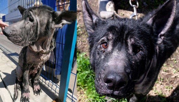 Был без шерсти и с огромными когтями: в Самаре ищут семью для доброй овчарки по имени Байкал