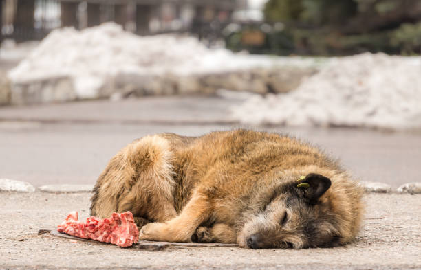 В Приволжье волонтеры спасли раненую собаку 