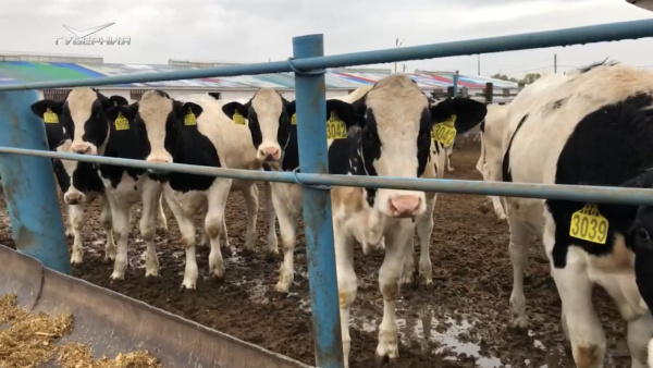 Новые обитатели появились на ферме крупного рогатого скота в Самарской области