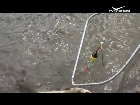 Захватывающая ловля толстолобиков. Рыбацкое счастье