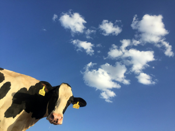 Смерть была близко: в ПФО из трясины вытащили корову