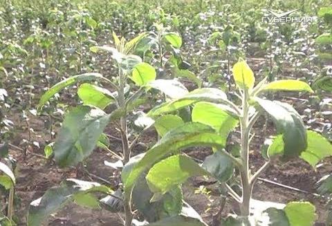 Что посеять на пустые грядки осенью? Дачные советы