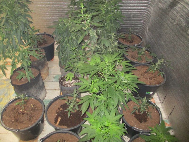 В Самарской области уничтожили плантацию культивируемой конопли