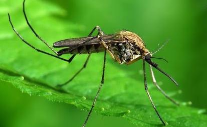 Комары и мухи: польза и вред. Утро Губернии