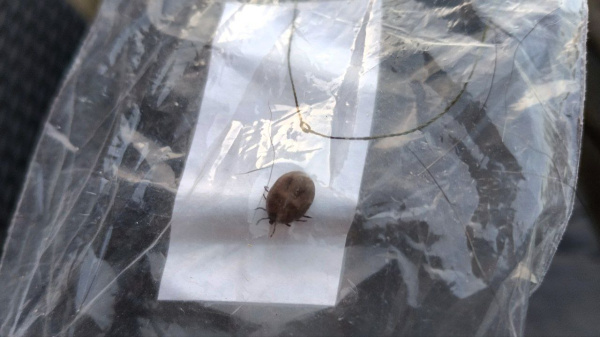 Стало известно, на каком расстоянии клещ может обнаружить свою жертву