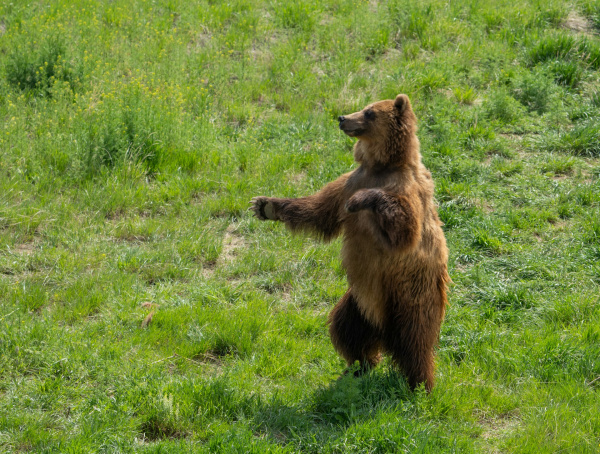В Алтайском заповеднике успешно перезимовал медвежонок-сирота
