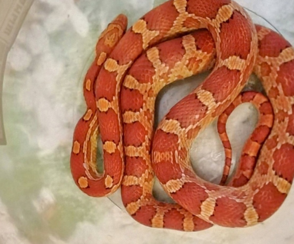 К побегу причастен кот: стало известно, как у жительницы Тольятти в кровати оказалась змея