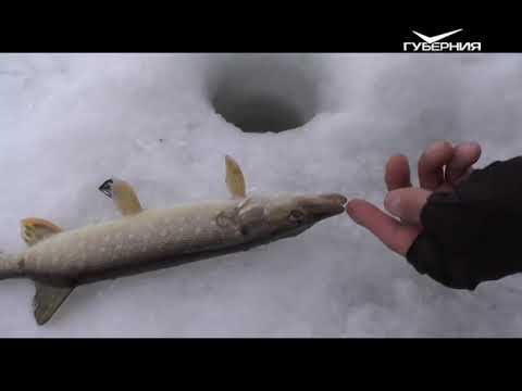 Рыбалка на левом берегу Самары. Рыбацкое счастье