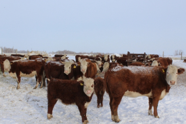 В Алексеевском районе крестьянское хозяйство "Прогресс" начало подготовку к весенне-полевым работам