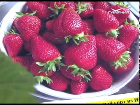 Дачные советы 18.05.2017. Как подготовить почву для теплолюбивых культур?