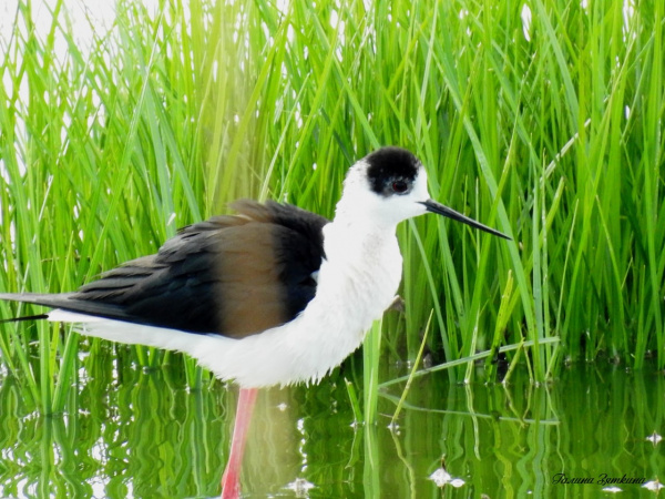 В Тольятти горожане заметили краснокнижную птицу 