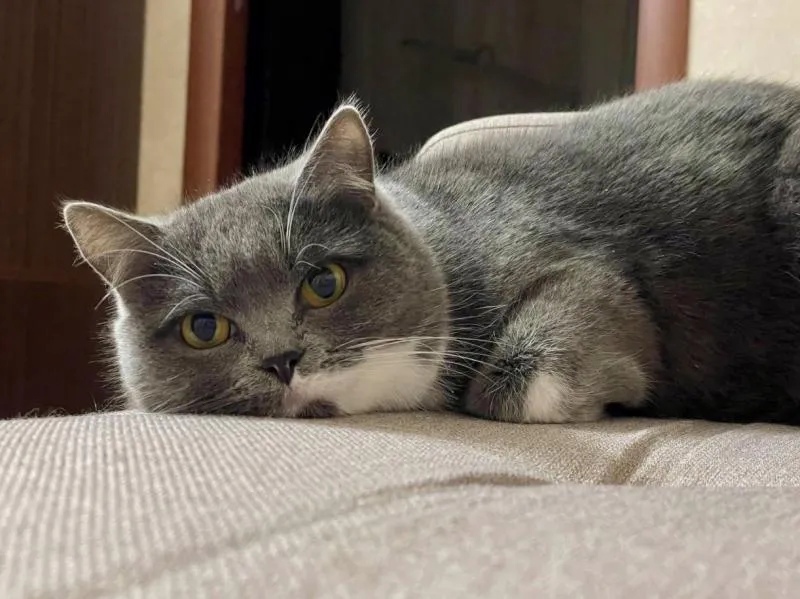 "Жестокий кусь": кошка покусала посетительницу котокафе