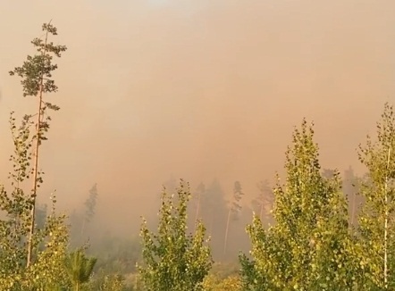 В Тольятти утром 26 августа локализовали пожар в городском лесничестве