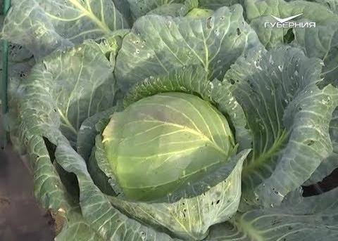 Уборка капусты. Дачные советы