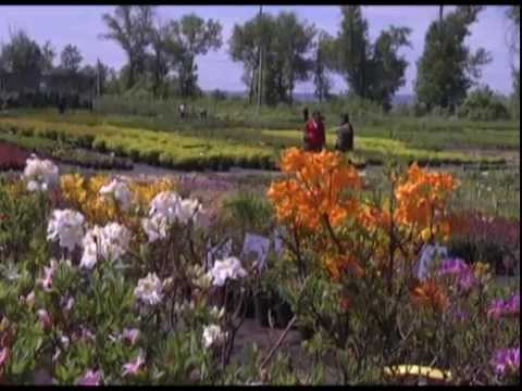 Дачные советы 29.05.2014