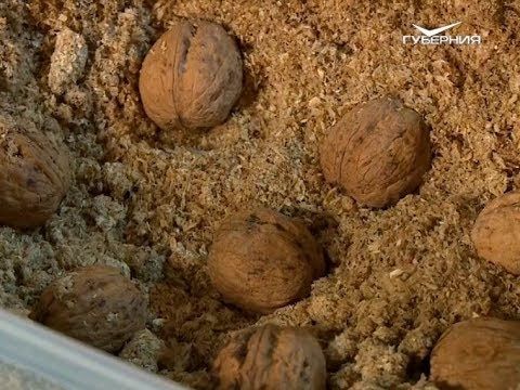 Как вырастить грецкий орех из плода. Удачные заметки