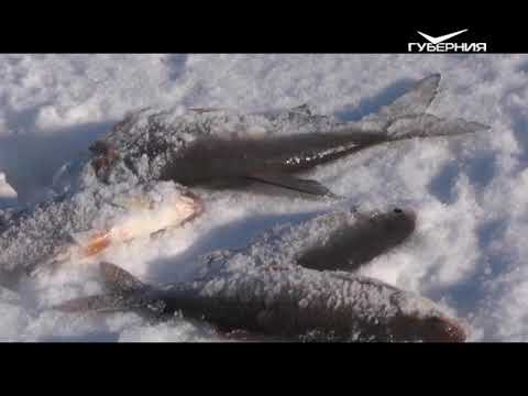 Ловля сорожки и окуня зимой. Рыбацкое счастье