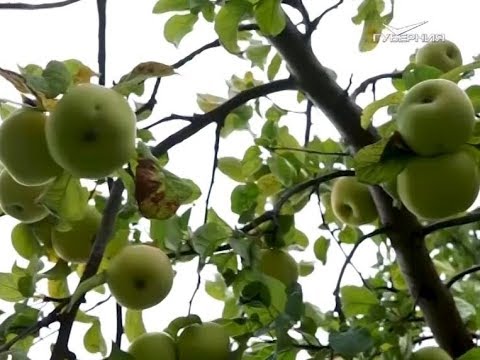 На Самарскую область сошла яблочная лавина. Удачные заметки