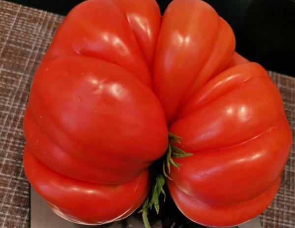 В Самарской области вырастили новый гигантский помидор