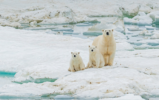 В зоопарке пополнение: в Новосибирске у белой медведицы родились двое медвежат 