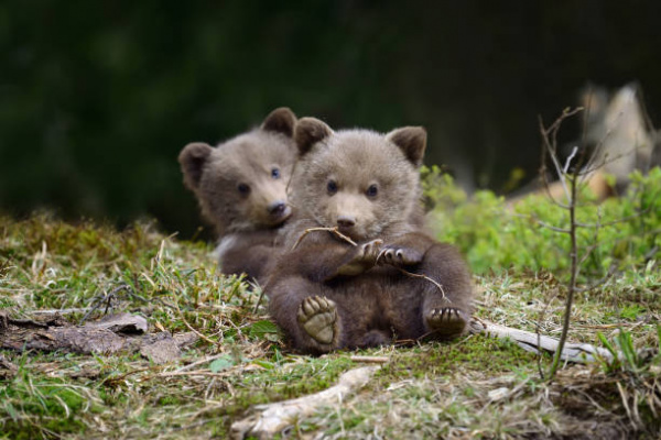 В Новосибирской области жителей попросили не кормить медвежат