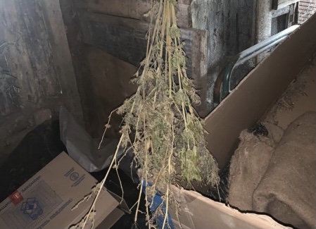 У жителя Шенталинского района нашли 200 граммов конопли