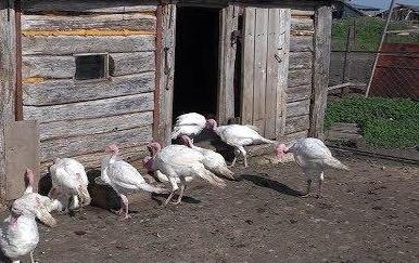 Соискатели грантов: начинающие фермеры Самарской области представили свои бизнес-планы