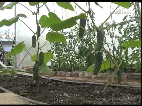 Дачные советы 21.05.2015 