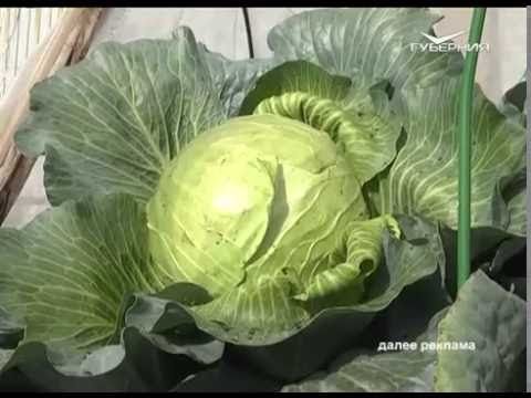 Дачные советы 22.09.2016. Обработка теплиц. Профилактика грибковых заболеваний. Выбор саженцев