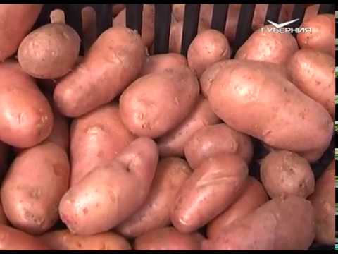 Убираем картошку. Дачные советы