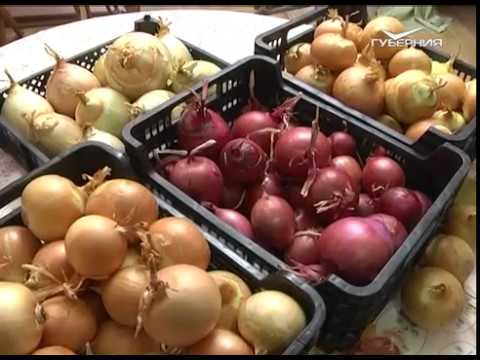 Дачные советы 01.12.2016. Репчатый лук. Экзотические сорта томатов. Комнатные растения