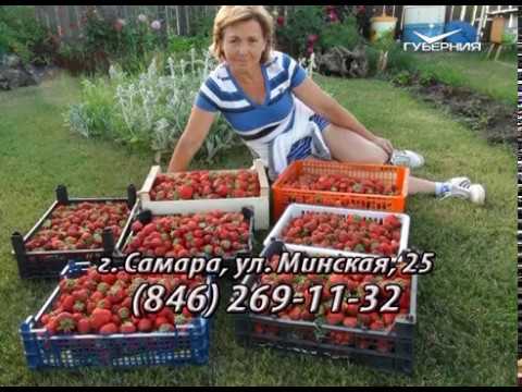 Дачные советы 22.06.2017. Начало сезона плодоношения и чем обрабатывать насаждения