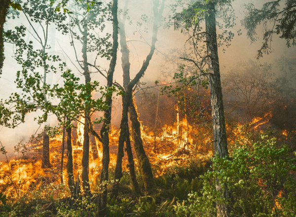 26 мая в Самарской области произошло два лесных пожара