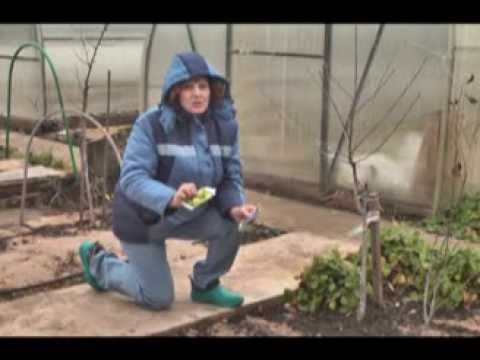 Дачные советы 14.11.2013