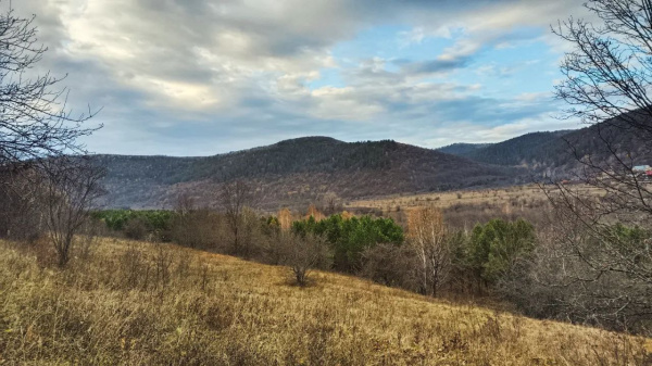 Фотоловушка запечатлела алтайских уларов в нацпарке