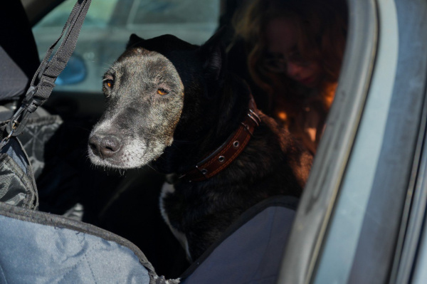 Спасатели и волонтеры во время лесного пожара эвакуировали собак из приюта