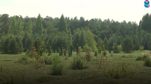 В Тольятти благоустраивают дендрологический парк