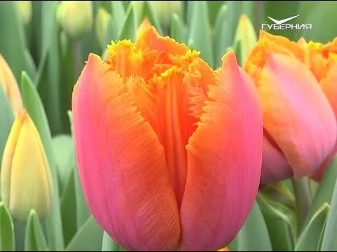 Несколько вариантов изысканных букетов из тюльпанов. Дачные советы