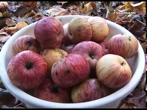 Осенняя побелка сада. Удачные заметки от 07.11.2017