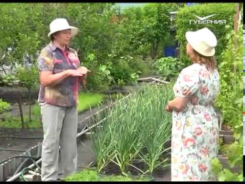 Удачные заметки 27.06.2017. Дачные советы. Приманки для мух. Зеленые удобрения