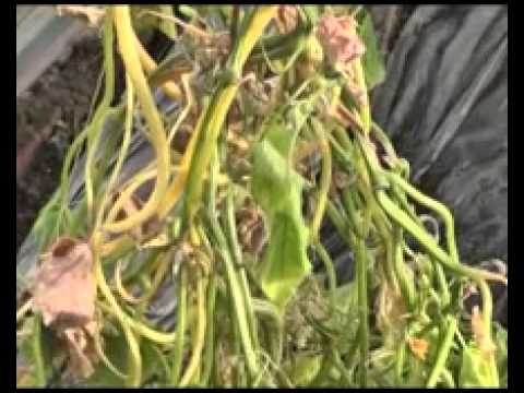 Дачные советы 02.08.2012