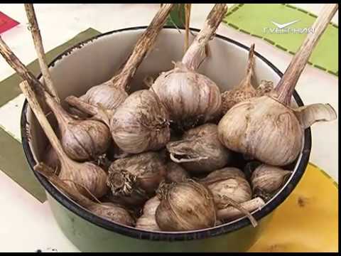 Удачные заметки 03.10.2017. Сажаем чеснок и выкапываем саженцы груши