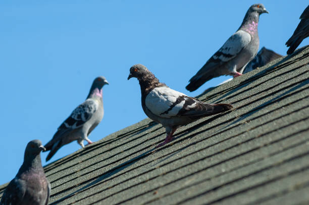 Орнитолог рассказал, чем голуби могут быть опасны для человека 