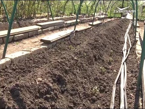 Как посадить пророщенный картофель. Дачные советы