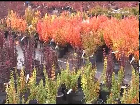 Дачные советы 29.09.2016. Посадка винограда. Посадка смородины. Подготовка деревьев к зимовке