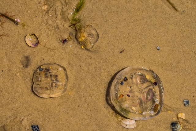 В Крыму произошел массовый выброс медуз 