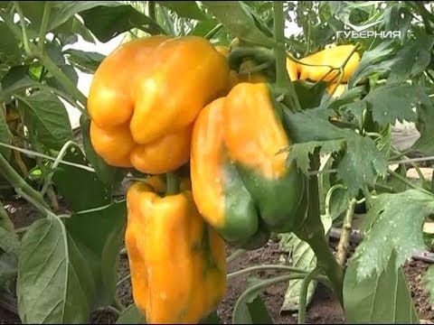 Лучшие сорта сладкого перца. Дачные советы